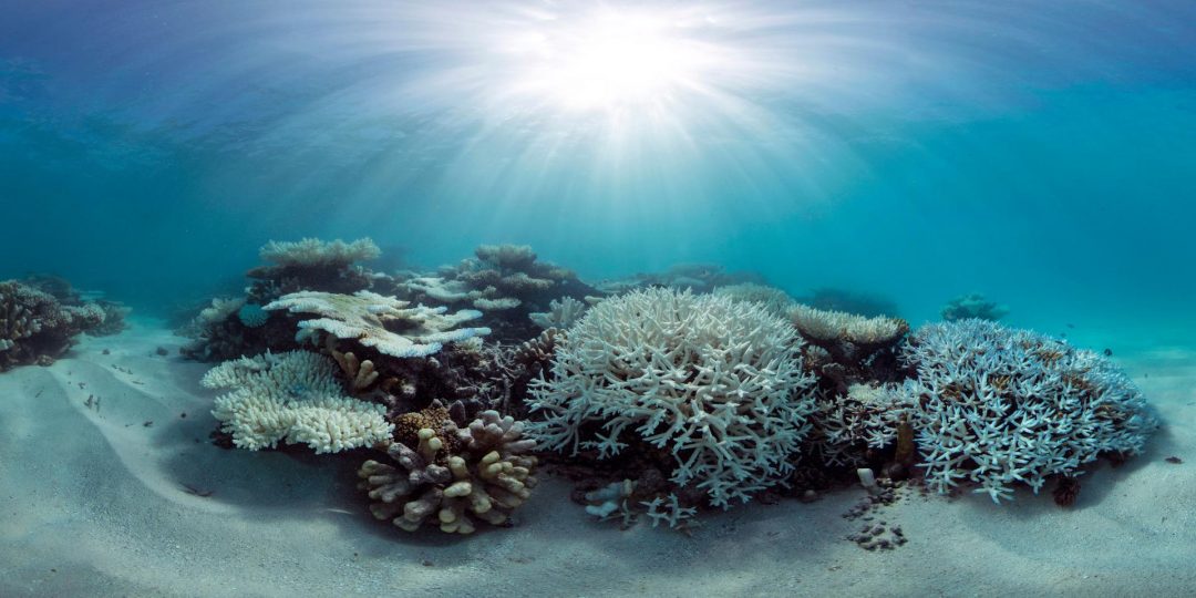 By analyzing data collected at more than 100 reefs around the world, UCI researchers found that some corals are more resilient to heat stress than others, possibly pointing to new strategies for protecting these vital ocean organisms. Caitlin Seaview Survey