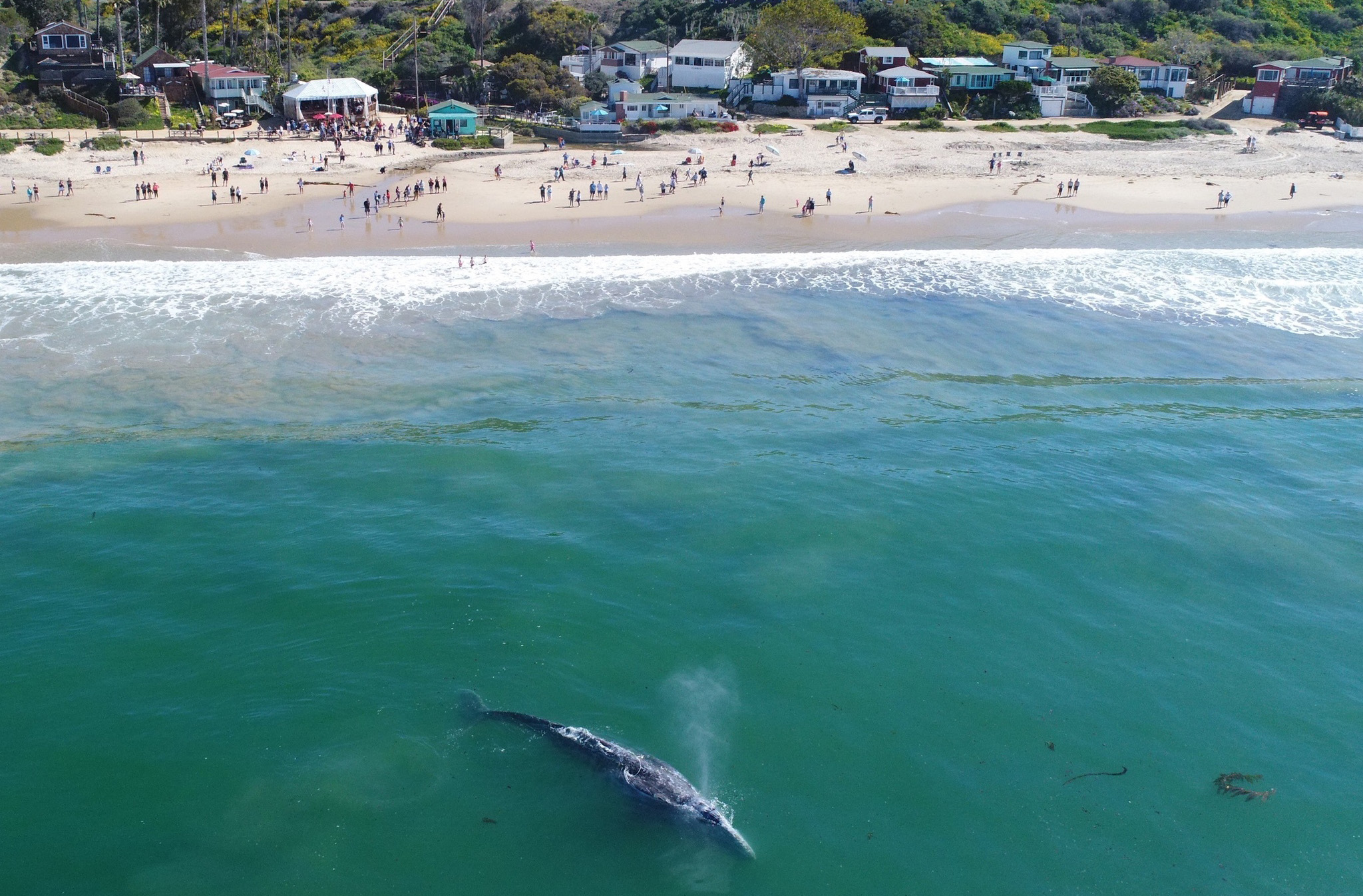 A whale is spotted at Crystal Cove State Park (Photo: Crystal Cove Conservancy)
