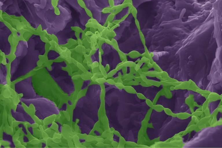 Microorganisms (highlighted in green) colonize gypsum rock (highlighted in purple) to extract water from it. UCI and Johns Hopkins researchers ran lab experiments to understand the survival mechanisms of these cyanobacteria, confirming that they transform the material they occupy to an anhydrous state. David Kisailus / UCI