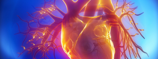 Cardiovascular