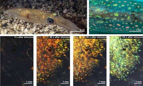 Material made by the researchers changes color above like squid skin.