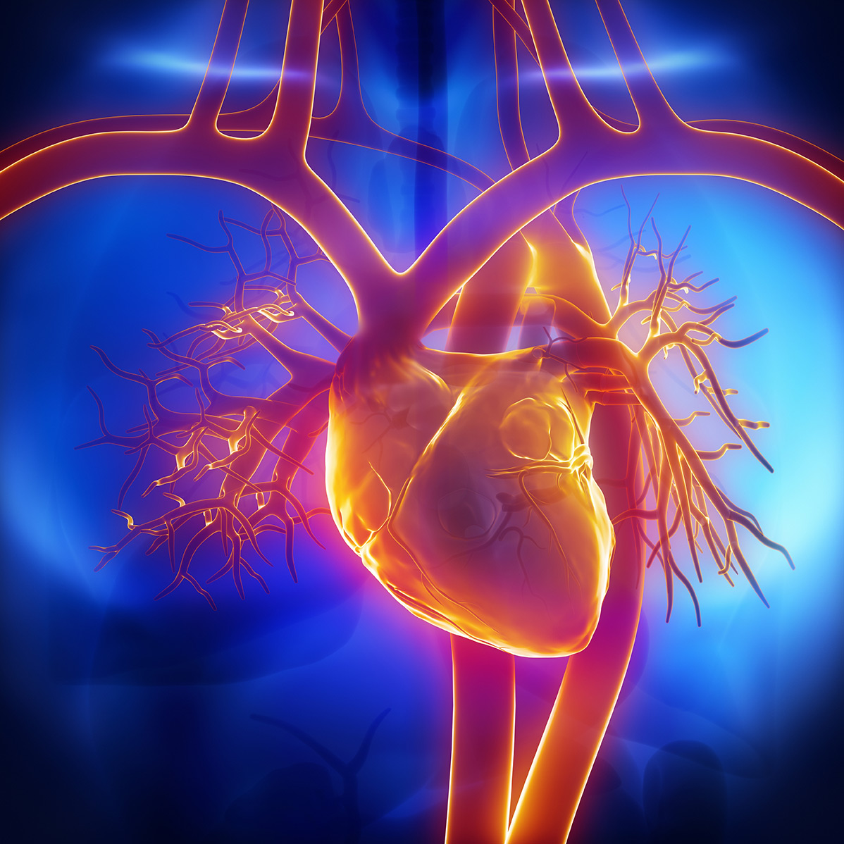Cardiovascular Cardiovascular