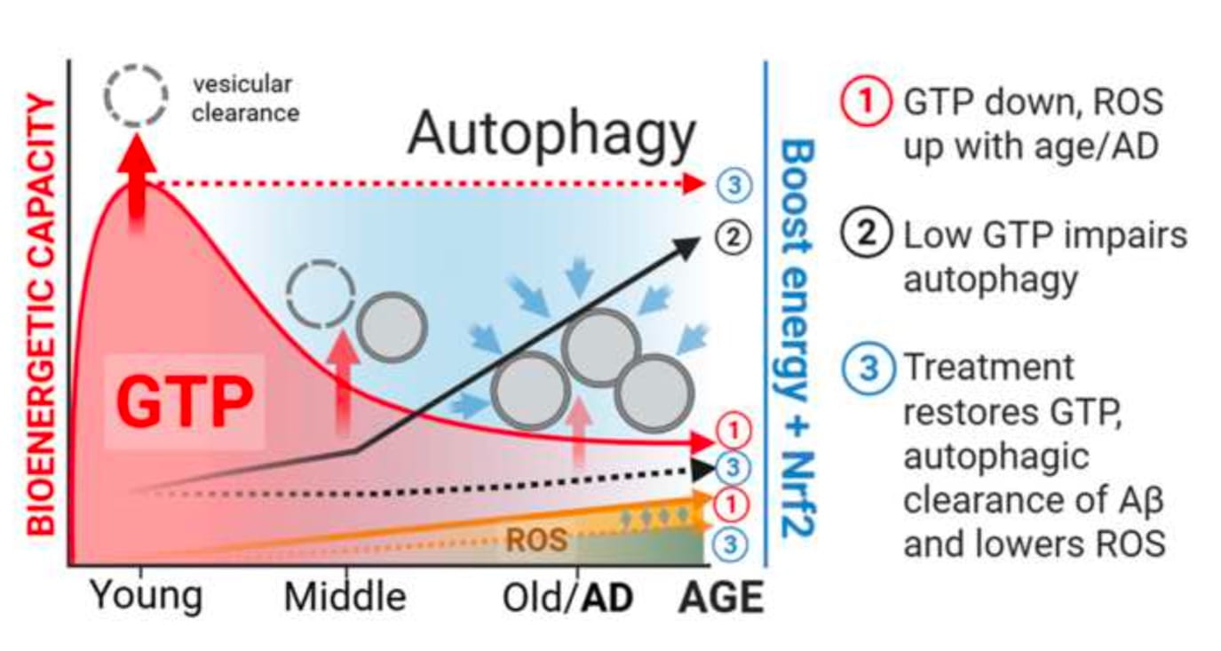 This graphic depicts how the level of guanosine triphosphate decreases in aging brains. GTP is helpful in autophagy, the process by which damaged neuron fragments are cleared out of cells. A treatment studied by UC Irvine biomedical engineers restores GTP, improving cellular energy and promoting brain health. Ricardo Santana and Gregory Brewer / UC Irvine; and BioRender