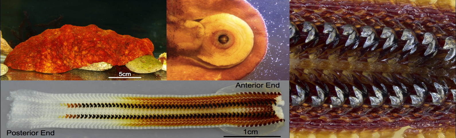 A four-panel research image shows the chiton, measuring more than 20 centimeters, in the upper left. In the middle panel on the top row to the right shows the underside of the chiton where its mouth (buccal cavity) is open, highlighting the super-hard, rock-gnawing teeth are arrayed in the chiton’s mouth (far right panel). The panel on the lower left shows the evolution of the chiton teeth from light to dark, the darker color denoting the presence of hardening iron oxide in the tooth material, the process of which is focus of this study. David Kisailus / UC Irvine