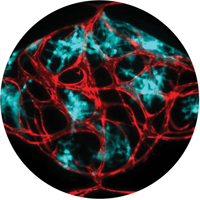 An image of the vascular network created in the lab, complete with living blood vessels (red) and living tissue cells (blue). Image provided by: Christopher C.W. Hughes, Ph.D.