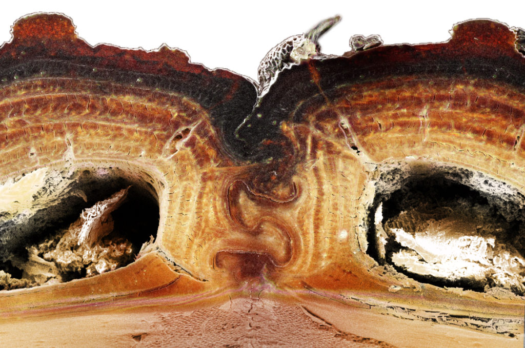 A cross section of the medial suture, where two halves of the diabolical ironclad beetle’s elytra meet, shows the puzzle piece configuration that’s among the keys to the insect’s incredible durability. Jesus Rivera / UCI