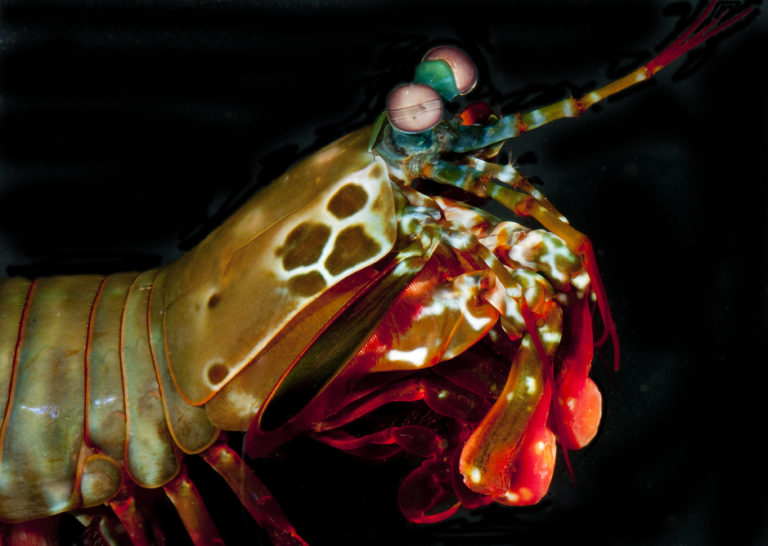 The mantis shrimp is armed with two appendages called dactyl clubs that can accelerate from the body at over 50 mph to bludgeon and smash prey – yet they appear undamaged afterward. “Think about punching a wall a couple thousand times at those speeds and not breaking your fist,” said David Kisailus, UCI professor of materials science & engineering. “That’s pretty impressive, and it got us thinking about how this could be.” Kisailus lab / UCI