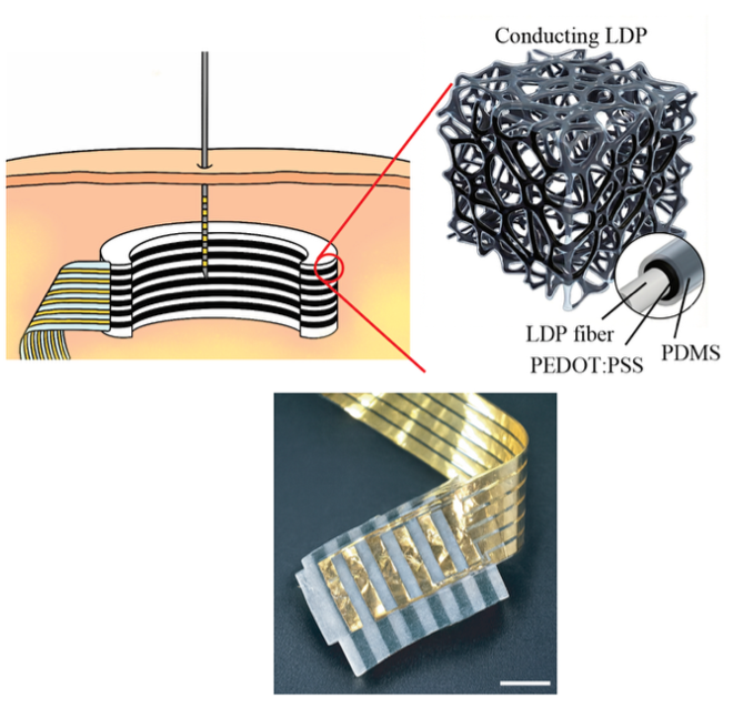 Top left: Schematic of an IBO implanted inside biological tissue and establishing an electrical connection using a multi contact stylet and conformable bioelectronic contact . Top right: Schematic of the material architecture and key requirements of the conducting layer, consisting of a low-density porous polymer (LDP) conformally coated with a highly conducting PEDOT:PSS formulation and subsequently jacketed with hydrophobic PDMS to prevent water retention and hydrolysis while maintaining mechanical softness and biocompatibility . Bottom: Photograph of IBOs bonded to a conformable substrate to establish multichannel devices without the use of rigid interlayers (scale bars, 2 mm).