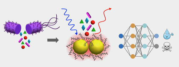 After heavy metal exposure, the contents (lysate) of E.coli cells are examined with a sensitive optical sensor composed from gold nanoparticles which are optimized to detect at levels of one metal toxin per bacterium in solution. Machine learning algorithms learn the chemical fingerprint of the stress response, which is unique to the type and quantity of metal toxin, from the optical spectra. Fine-tuned models then determine if an unknown water sample is safe. Regina Ragan / UCI