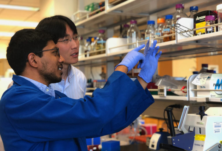 Arjun Ravikumar, who recently earned his Ph.D. in biomedical engineering at UCI, and his advisor, Chang Liu, UCI assistant professor of biomedical engineering, collaborated on a study published in Cell that details a new method for simplifying and accelerating directed evolution experiments in labs. Kim Makuch