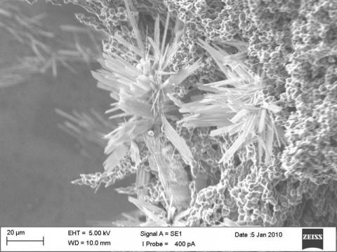 Carbon Flower Nano-Electrodes