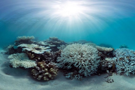 By analyzing data collected at more than 100 reefs around the world, UCI researchers found that some corals are more resilient to heat stress than others, possibly pointing to new strategies for protecting these vital ocean organisms. Caitlin Seaview Surv