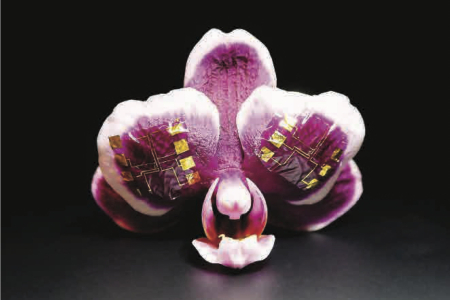 The NeuroGrid on a flower