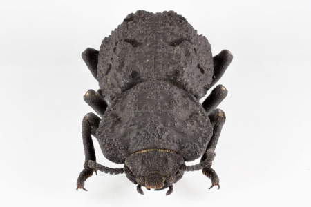 ironclad-beetle-1024x683.jpg
