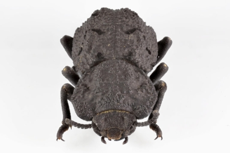 Native to desert habitats in Southern California, the diabolical ironclad beetle has an exoskeleton that’s one of the toughest, most crush-resistant structures known to exist in the animal kingdom. UCI researchers led a project to study the components and architectures responsible for making the creature so indestructible. Jesus Rivera / UCI