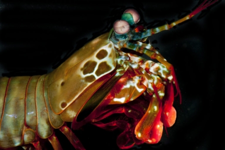 The mantis shrimp is armed with two appendages called dactyl clubs that can accelerate from the body at over 50 mph to bludgeon and smash prey – yet they appear undamaged afterward. “Think about punching a wall a couple thousand times at those speeds and not breaking your fist,” said David Kisailus, UCI professor of materials science & engineering. “That’s pretty impressive, and it got us thinking about how this could be.” Kisailus lab / UCI