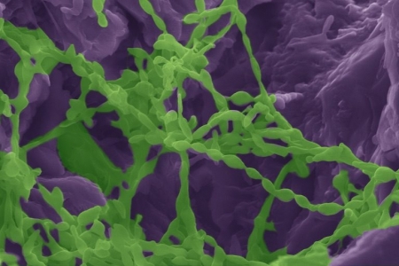 Microorganisms (highlighted in green) colonize gypsum rock (highlighted in purple) to extract water from it. UCI and Johns Hopkins researchers ran lab experiments to understand the survival mechanisms of these cyanobacteria, confirming that they transform the material they occupy to an anhydrous state. David Kisailus / UCI