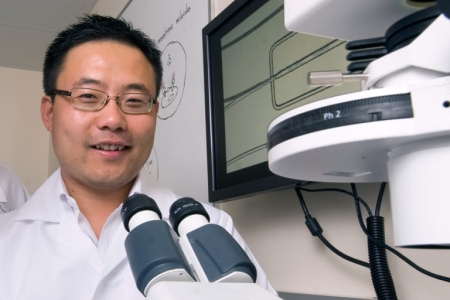 “Until now, stem cell therapies for autoimmune and neurodegenerative diseases have produced mixed results in clinical trials, partly because we don’t know how the treatments work,” says Weian Zhao, UCI associate professor. Steve Zylius / UCI