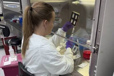 Rachel Nordberg, UC Irvine associate specialist in biomedical engineering, prepares cartilage tissue engineering cells for transport to the International Space Station.
