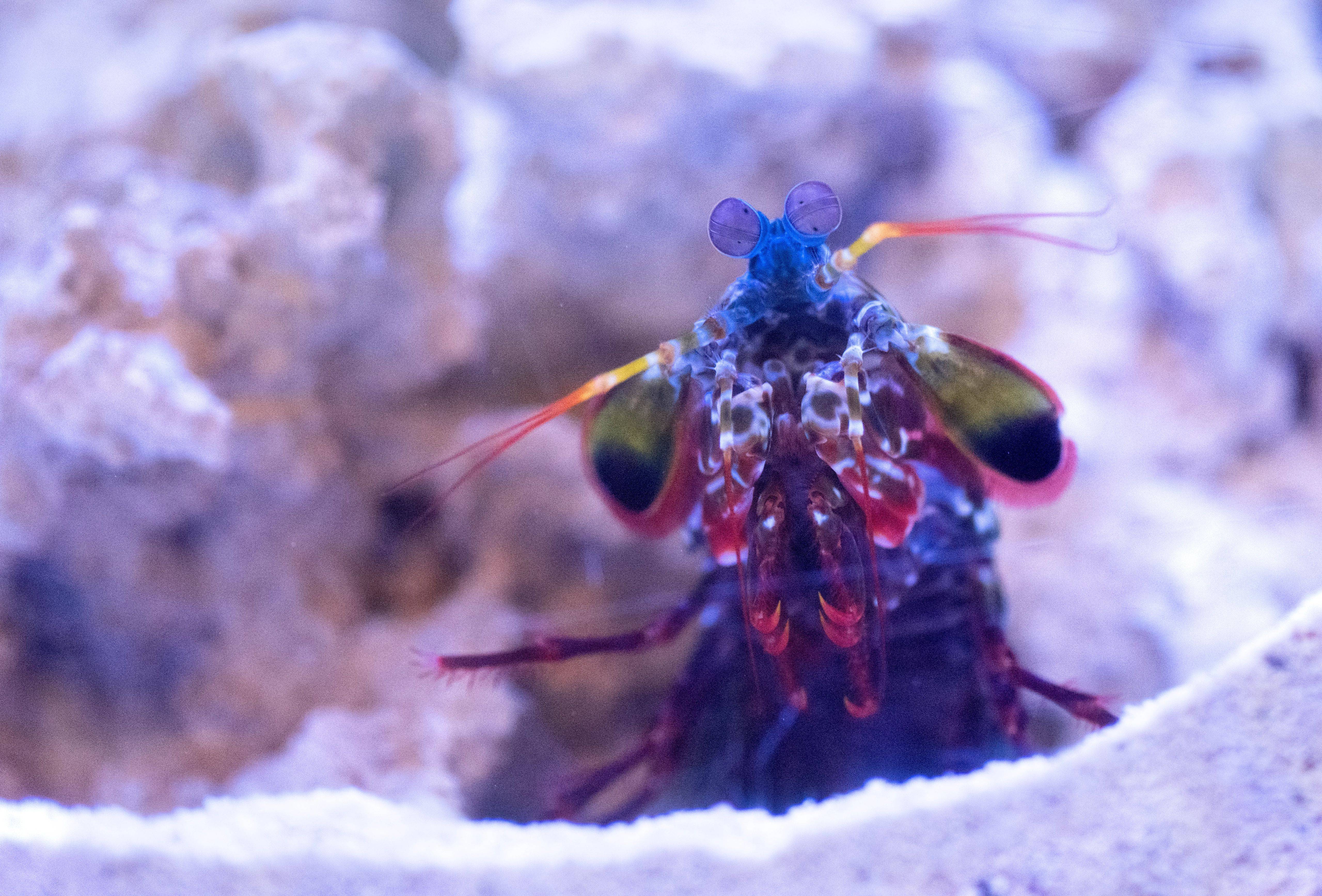mantisshrimp