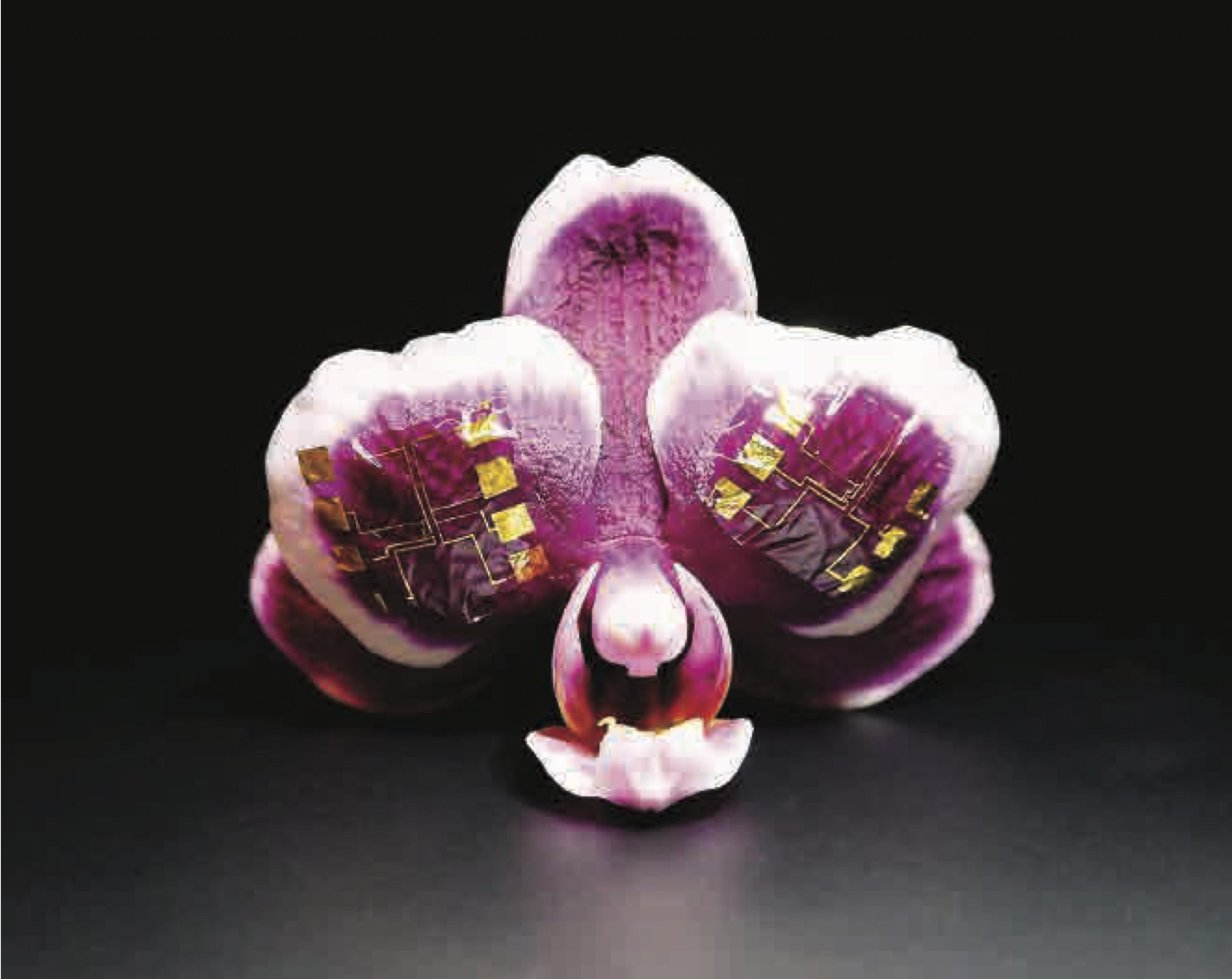 The neurogrid on a flower.
